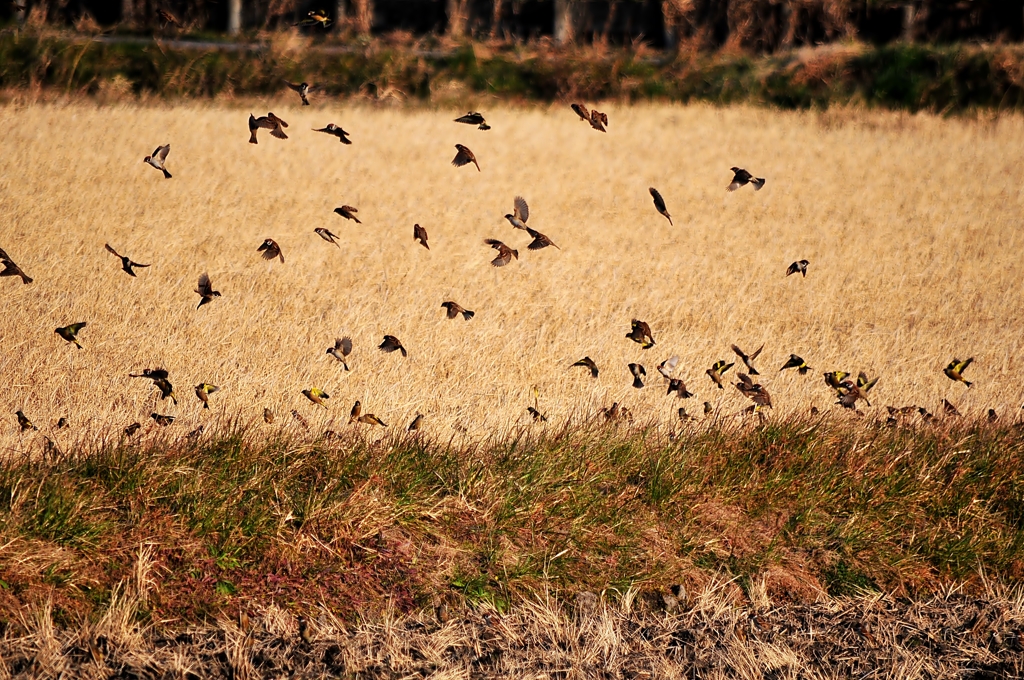 スズメ・ヒワたち
