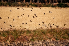 スズメ・ヒワたち