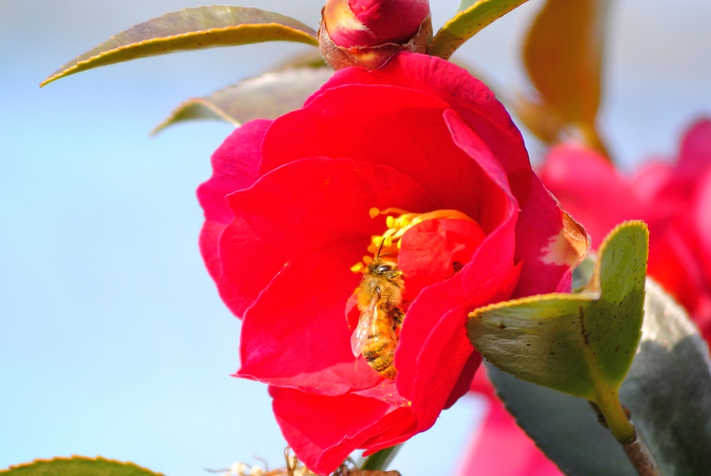 蜜蜂