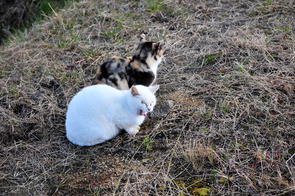 あーにゃ、にゃ、にゃ