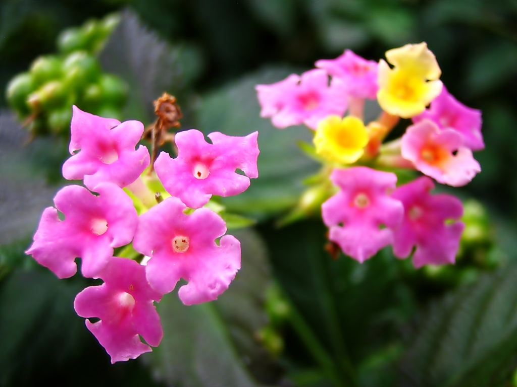 小紫陽花