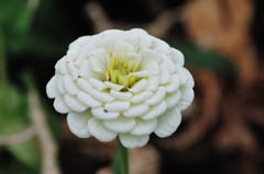 白い花