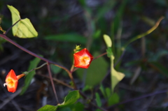 変わった花