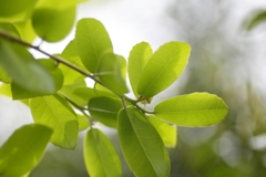 陽ざしを浴びて