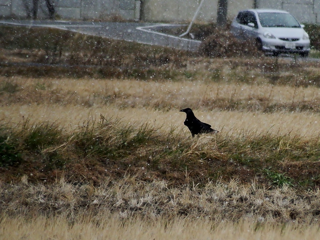 雪が降ったゾー