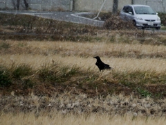 雪が降ったゾー