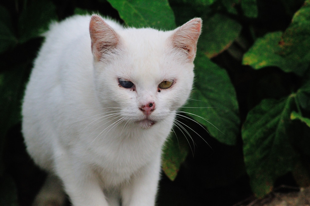 眼の色違う猫の母？