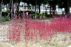 キャンドルのような花
