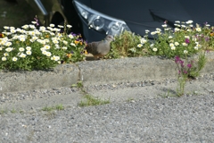 ひょっこり