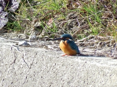 カワセミ