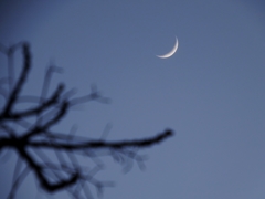 冬の月