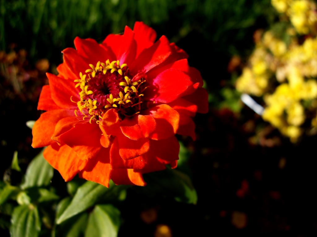 橙の花