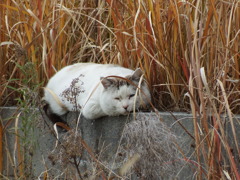 うつろ猫