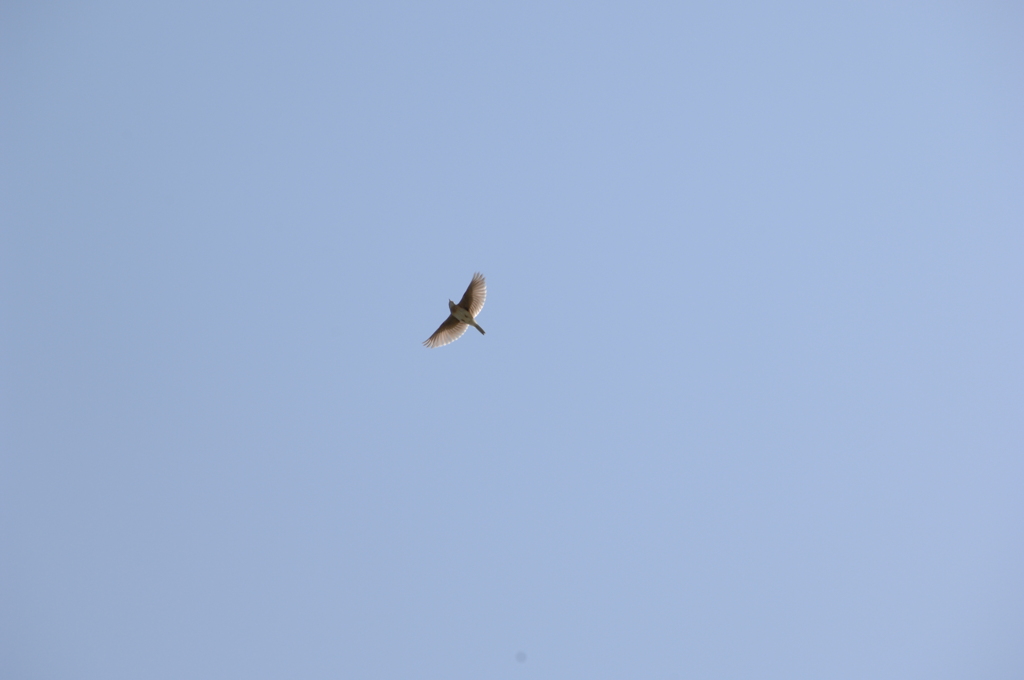 ヒバリのさえずり