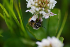 蜜を吸う