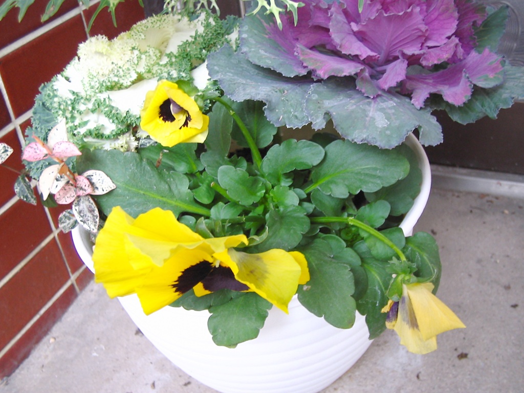 植え込み