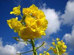 雲と菜花