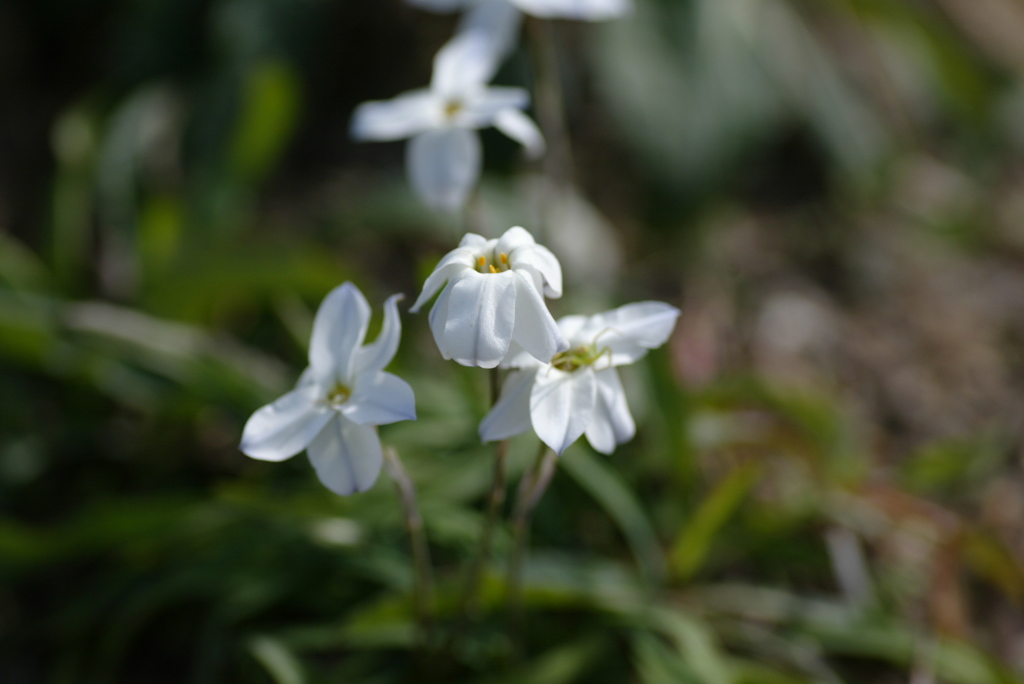 木漏れ陽を受けて