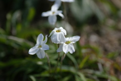 木漏れ陽を受けて