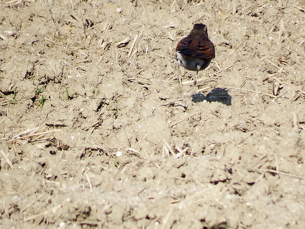 ツグミ、ぴょんぴょん