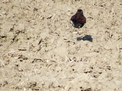 ツグミ、ぴょんぴょん