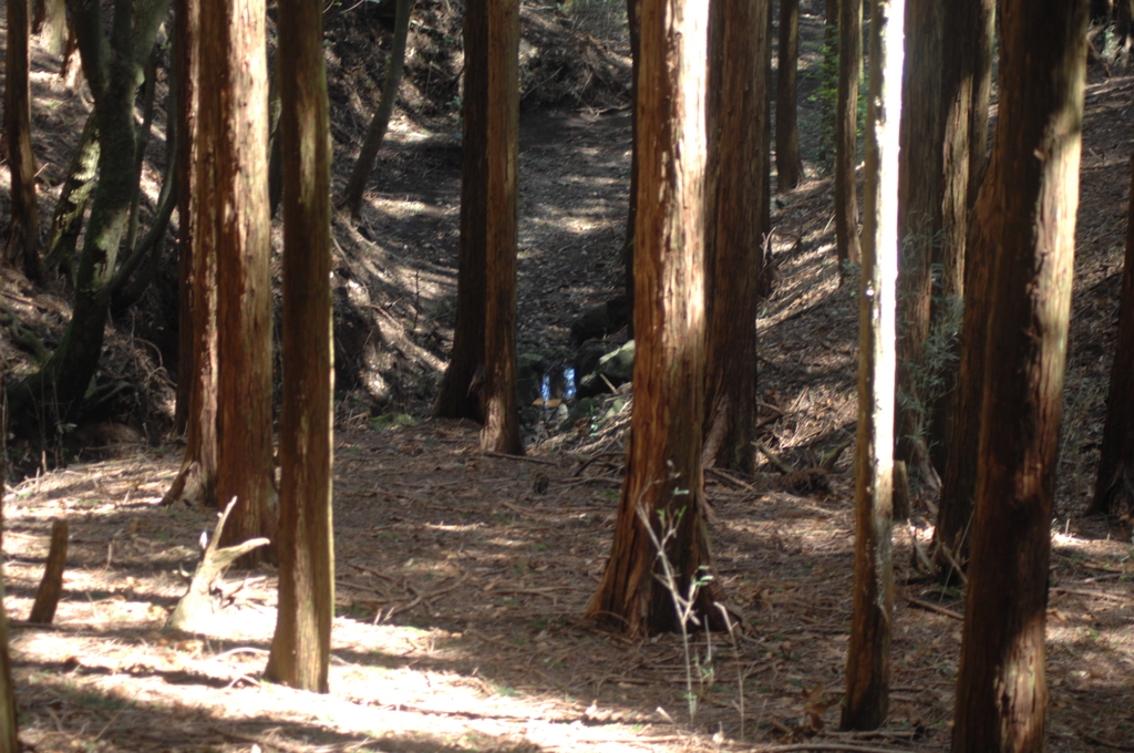 青白く発光する枝