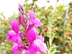 お花