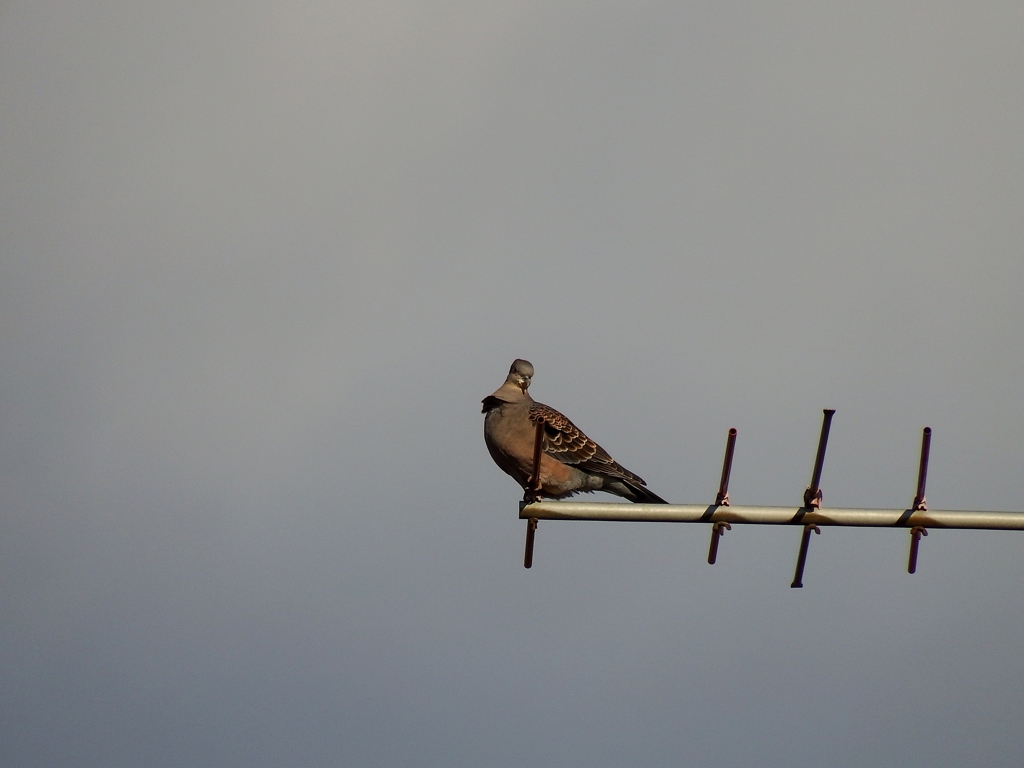 な、なんだい！