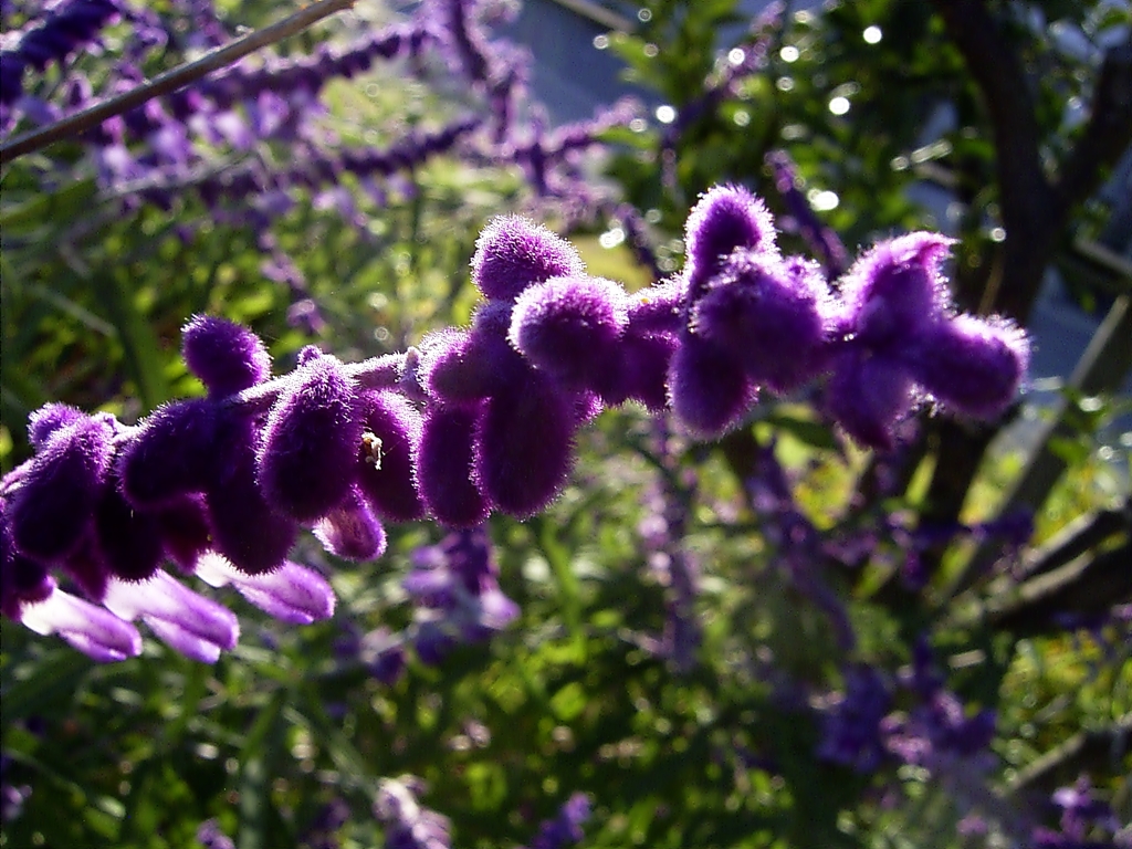 紫の花