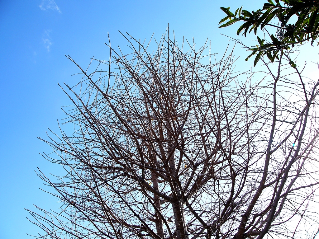 青空へ