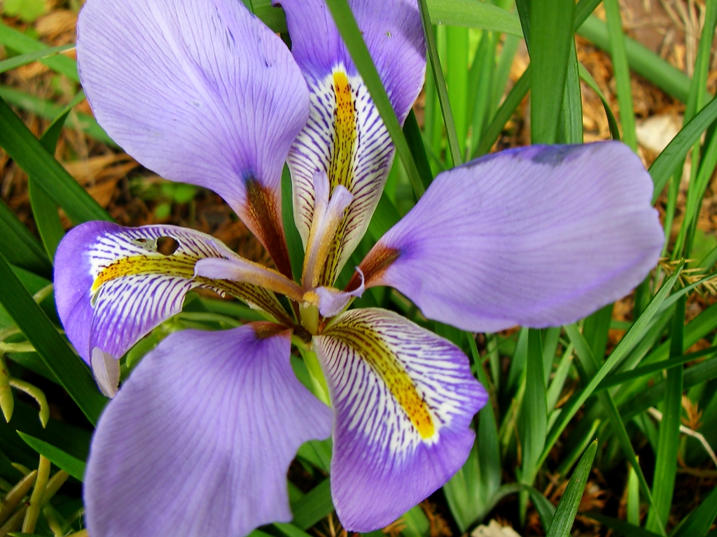 薄紫の花
