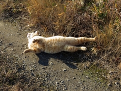 陽ざしを浴びて