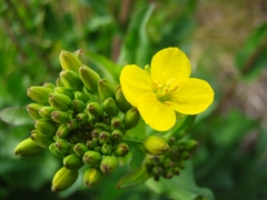 菜花