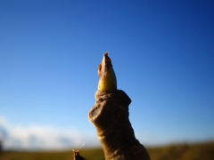 グラデーション