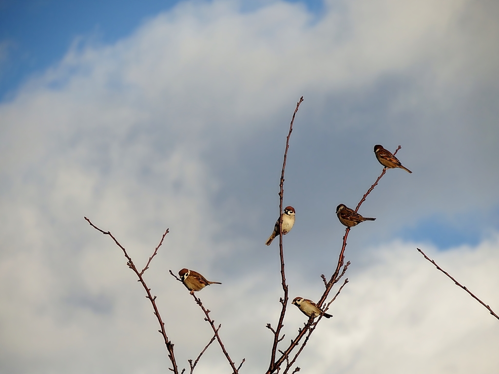 スズメ空
