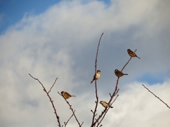 スズメ空