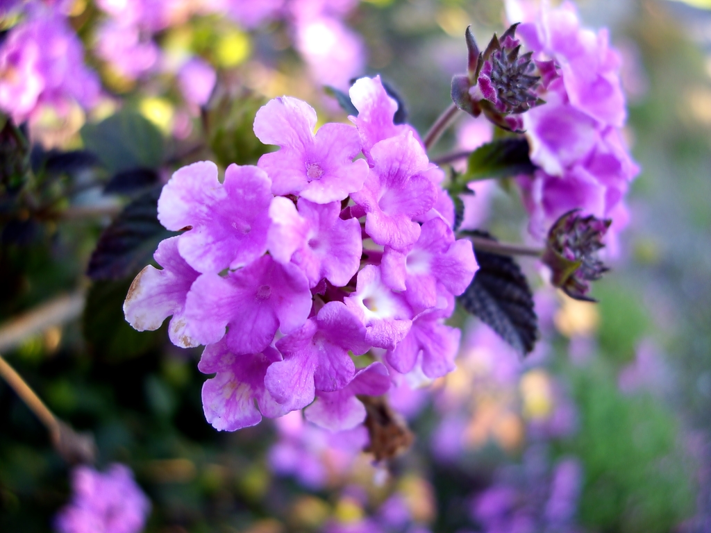 薄紫の花