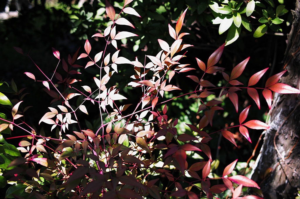 日の当たるところ