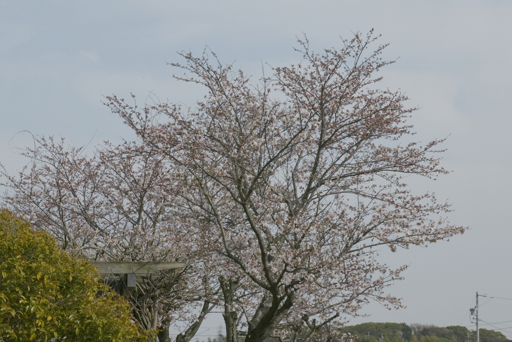 桜の木