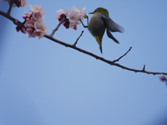 花に飛ぶ