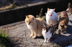 おやつダヨ！全員集合！