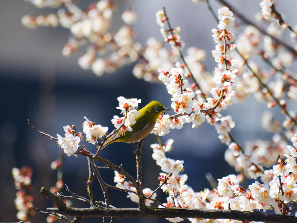 梅にメジロ