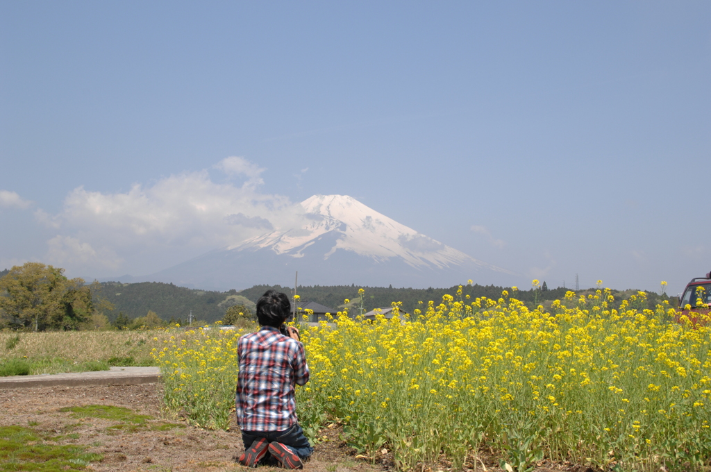 菜花越しの富士