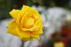 黄色いバラ
