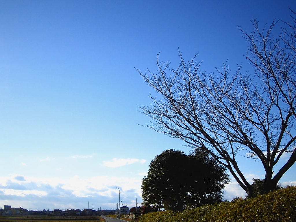 モズの歌声