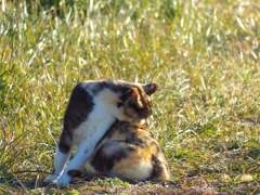 みだしにゃみ、みだしにゃみ