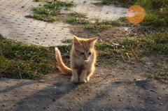 子猫