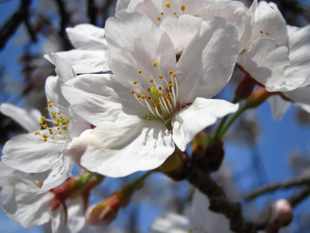 桜の花