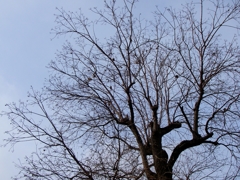 初冬の木