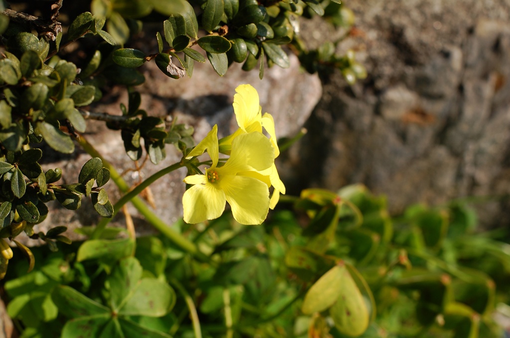 薄黄色の花